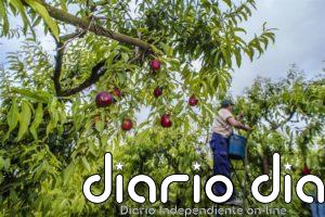 Carrefour prevé comprar un 30% más de ciruela de Andalucía y otras regiones