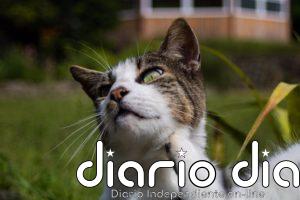 Cinco actitudes en dueños hacia la naturaleza cazadora de sus gatos