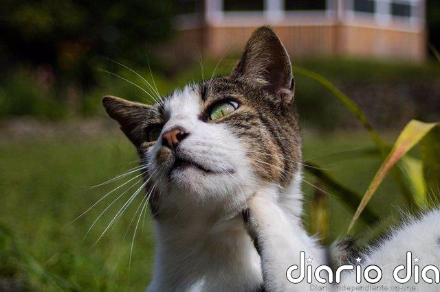 Cinco actitudes en dueños hacia la naturaleza cazadora de sus gatos Un gato al aire libre