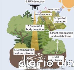 Cómo pueden las plantas ayudar a encontrar cadáveres escondidos