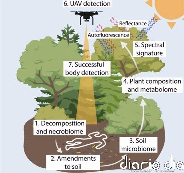 Cómo pueden las plantas ayudar a encontrar cadáveres escondidos