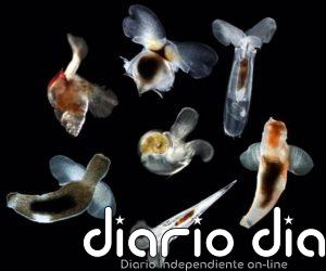 Delicadas criaturas marinas sobrevivieron a la última extinción en masa