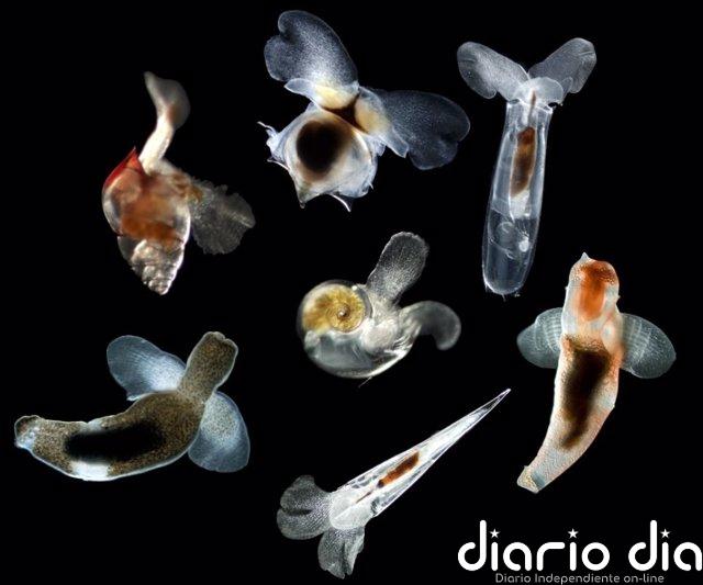 Delicadas criaturas marinas sobrevivieron a la última extinción en masa