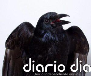 Demuestran procesos conscientes en el cerebro de aves por primera vez