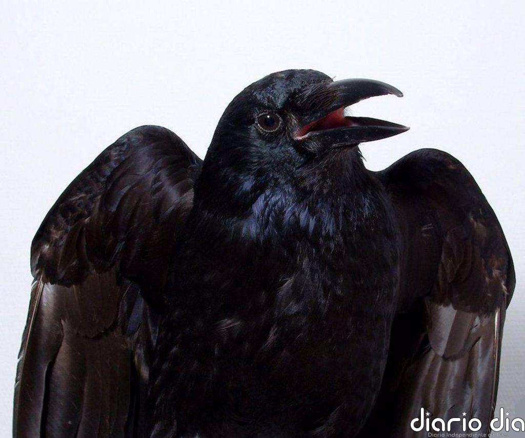 Demuestran procesos conscientes en el cerebro de aves por primera vez