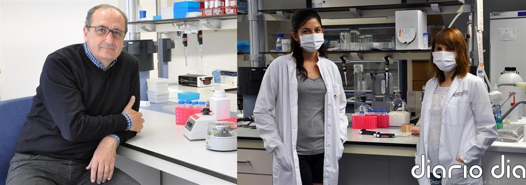 Desarrollan un método 'in vitro' "muy sensible" para detectar un hongo oportunista que provoca una neumonía grave