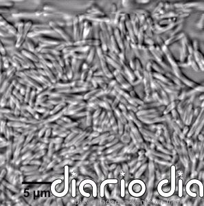 Desarrollan una nueva tecnología que ayudará a luchar contra plagas y patógenos en los cultivos