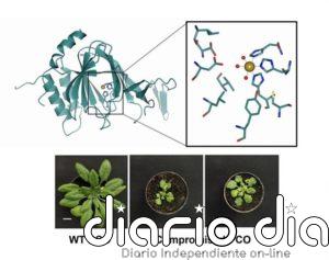 Desbloquean el poder de los cultivos para resistir las inundaciones