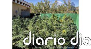 Desmantelan una plantación de marihuana instalada en la azotea de una vivienda de Cuenca