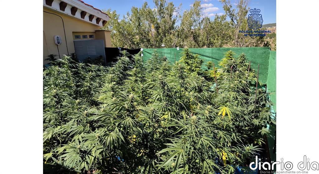 Desmantelan una plantación de marihuana instalada en la azotea de una vivienda de Cuenca