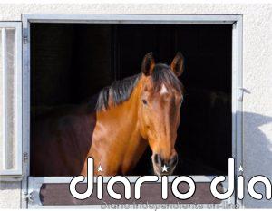 Detectados dos positivos por fiebre del valle del Nilo en caballos en Santa Amalia y Guareña (Badajoz)