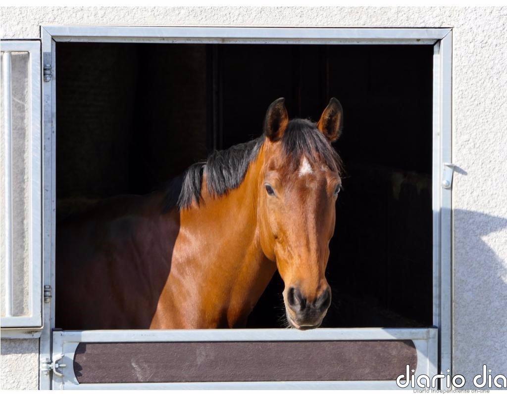 Detectados dos positivos por fiebre del valle del Nilo en caballos en Santa Amalia y Guareña (Badajoz)