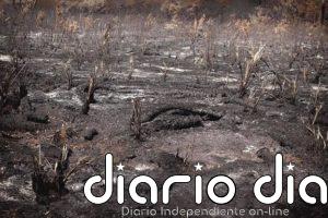 Disminución de los incendios forestales observados en África Central