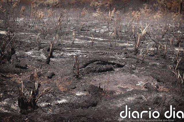 Disminución de los incendios forestales observados en África Central
