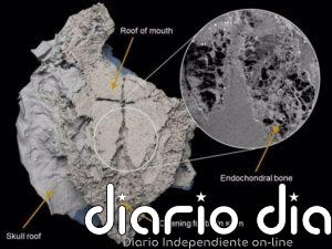 El antepasado del tiburón pudo tener huesos antes que cartílagos