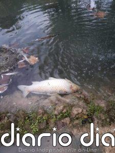 El Ayuntamiento denuncia ante la Guardia Civil el envenenamiento de los peces del estanque del parque