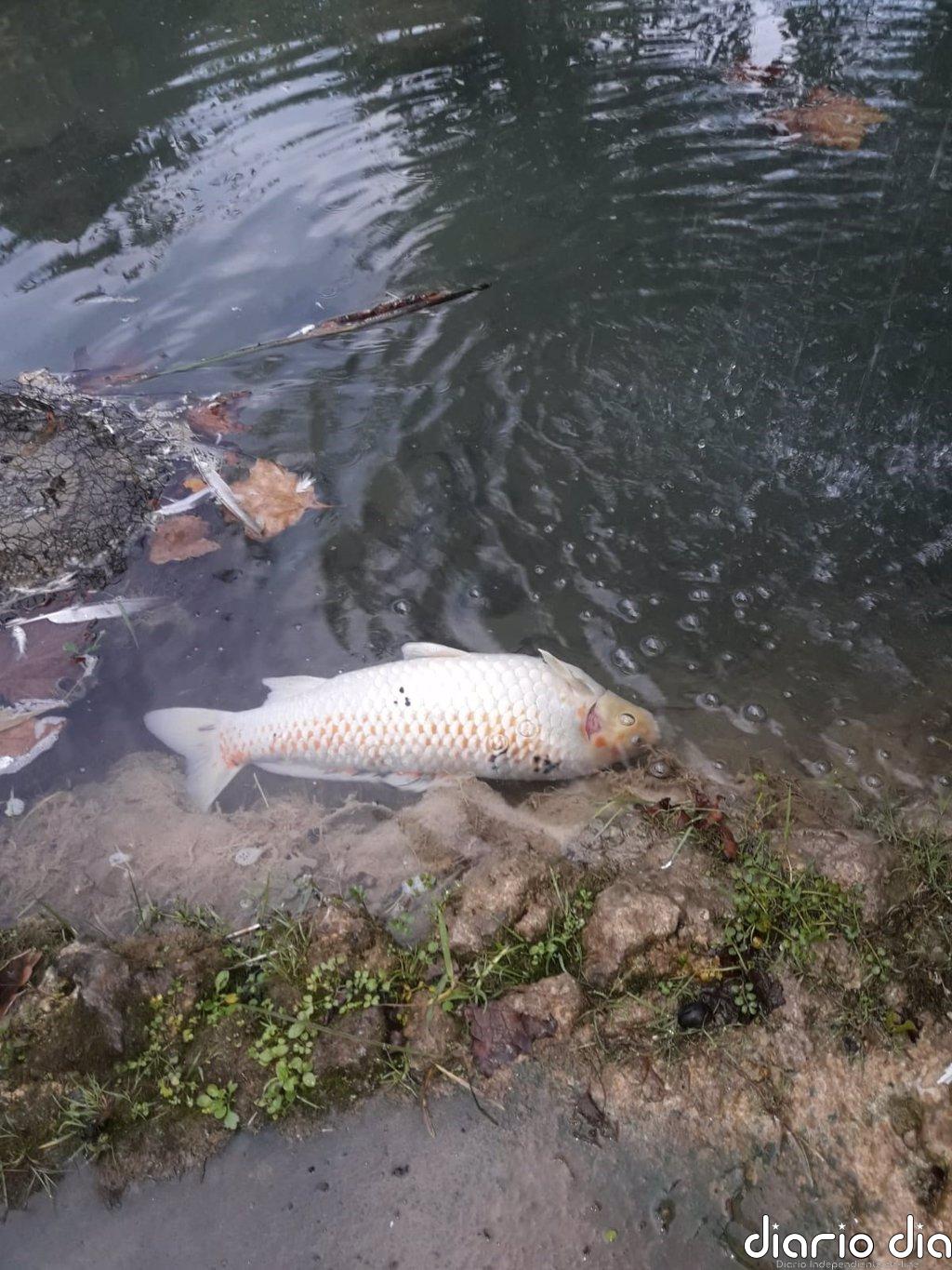 El Ayuntamiento denuncia ante la Guardia Civil el envenenamiento de los peces del estanque del parque