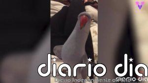 El carácter descarado de este loro cuando lo dejan libre en casa es de lo más hilarante