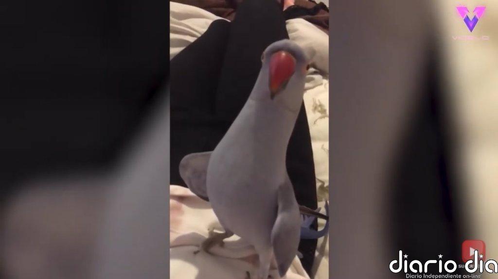 El carácter descarado de este loro cuando lo dejan libre en casa es de lo más hilarante
