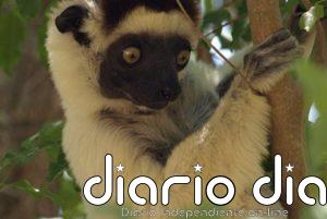 El factor humano puede explicar casi todas las extinciones de mamíferos