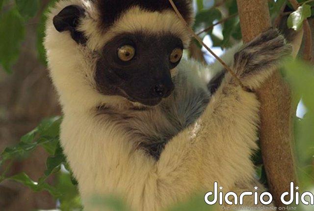 El factor humano puede explicar casi todas las extinciones de mamíferos