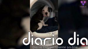 A este cachorro le encanta meterse en lugares extraños