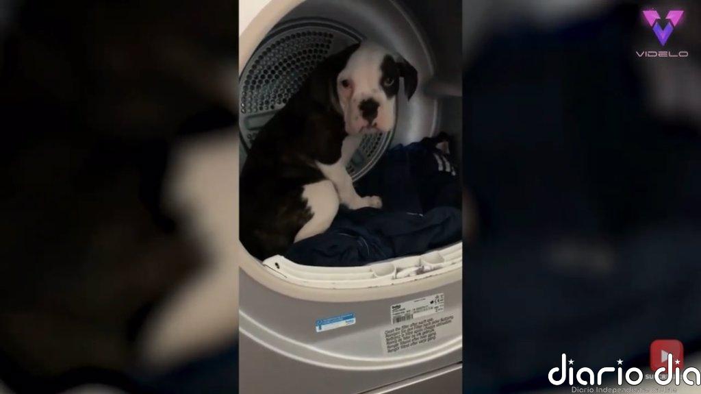 A este cachorro le encanta meterse en lugares extraños