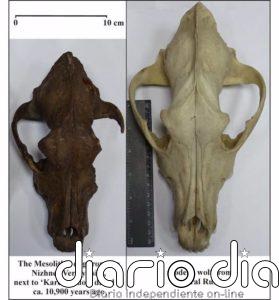 ADN antiguo de perros revela la compleja relación con los humanos