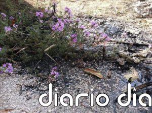 Algas aprendieron a 'cazar' para sobrevivir al final de los dinosaurios