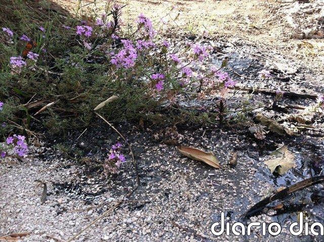 Algas aprendieron a 'cazar' para sobrevivir al final de los dinosaurios