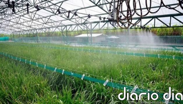 Arroz con menos agua y gases de efecto invernadero
