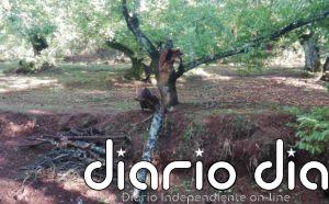 Asaja-Huelva calcula que el castañar ha perdido el 40% de su producción tras el último temporal