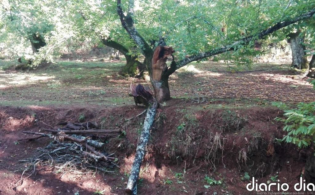 Asaja-Huelva calcula que el castañar ha perdido el 40% de su producción tras el último temporal