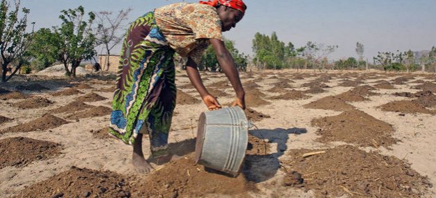 Las sequías que han asolado gran parte de África durante años, alternadas con súbitas lluvias y fuertes inundaciones, crecen con el cambio climático y comprometen la agricultura y la alimentación de sus habitantes. Foto: Desmond Kwande/FAO