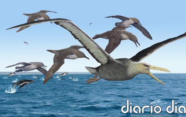 Aves gigantes surcaron los océanos australes hace 50 millones de años
