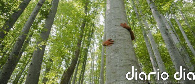 Cómo podemos salvar los bosques entre todos