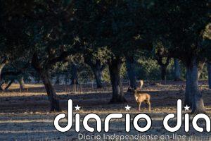 Cuatro personas han muerto en Extremadura por disparos accidentales de caza en los primeros ocho meses del año