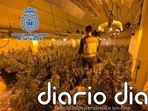 Desmantelan dos plantaciones de marihuana en la Nucia y Altea la Vella y detienen a sus responsables