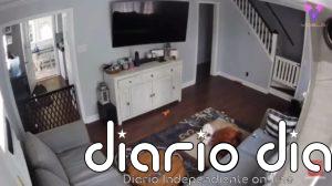 El gesto de un perro ofreciendo su cama a su compañero enfermo quedó registrado en un tierno vídeo