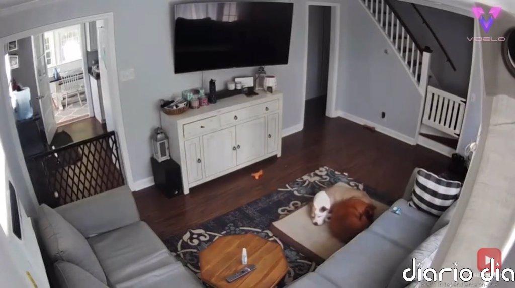 El gesto de un perro ofreciendo su cama a su compañero enfermo quedó registrado en un tierno vídeo