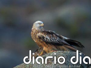 El proyecto LIFE Eurokite investigará con GPS las causas del declive de milano real en la UE