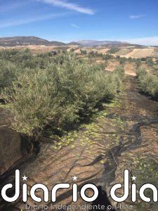 En marcha la aplicación de la Junta que permitirá hacer test a los temporeros de la aceituna en Jaén