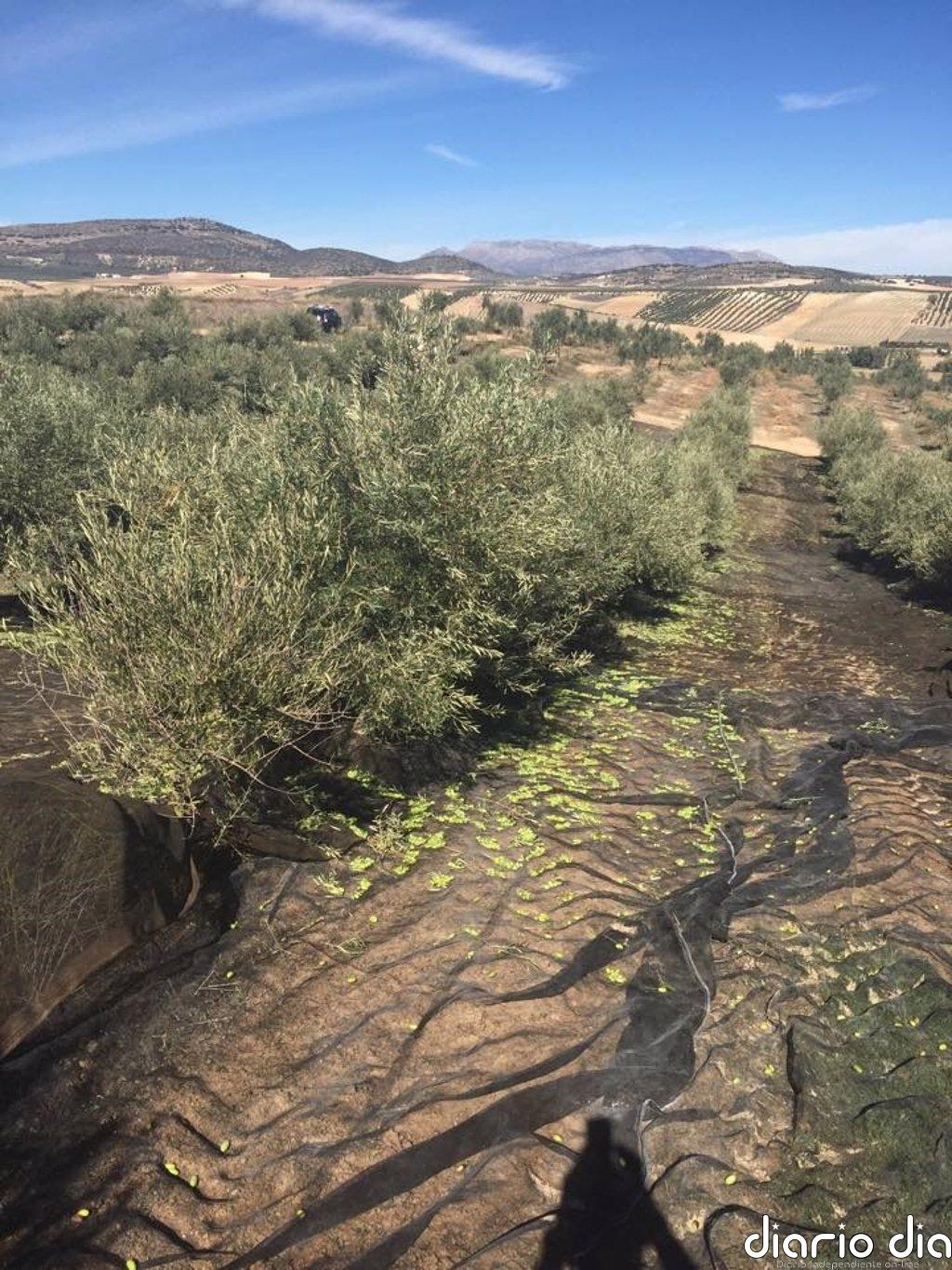 En marcha la aplicación de la Junta que permitirá hacer test a los temporeros de la aceituna en Jaén