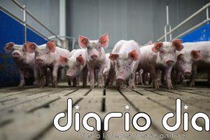 España lidera el "alarmante" avance de la ganadería industrial en Europa, según un informe de Amigos de la Tierra