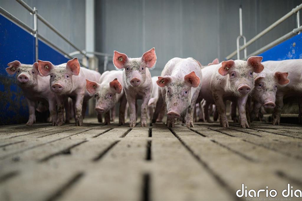 España lidera el "alarmante" avance de la ganadería industrial en Europa, según un informe de Amigos de la Tierra