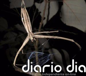 Estas arañas son capaces de oir y no tienen orejas