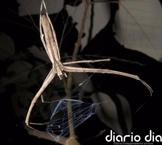 Estas arañas son capaces de oir y no tienen orejas Deinopido