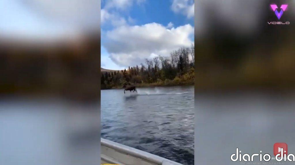 Este vídeo de un alce "caminando" sobre las aguas de un río en Alaska se ha hecho viral