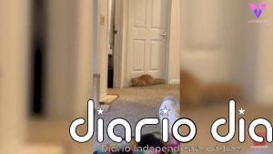 Fred y George son dos gatos a los que les encanta darse sustos