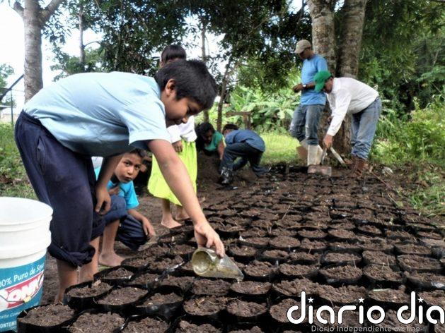 Indígenas kariña desarrollan empresa forestal en Venezuela